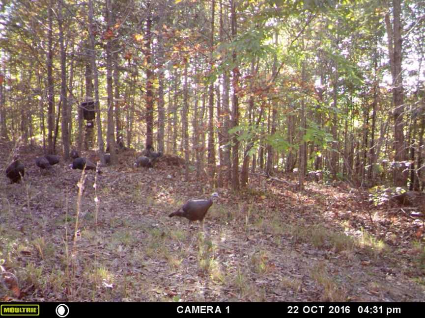 399 Acres of Recreational land for sale in Batesville, independence County, Arkansas
