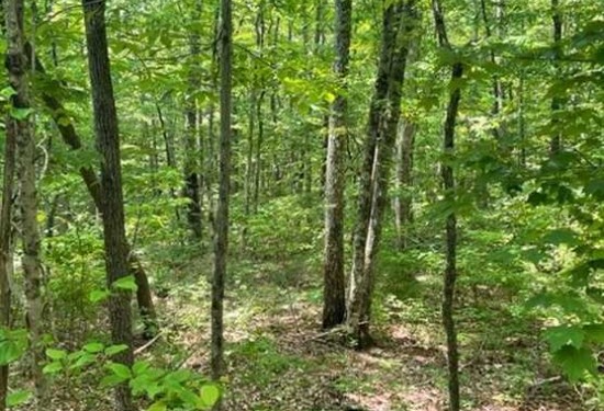 5.95 Acres of Land for Sale in grundy County Tennessee