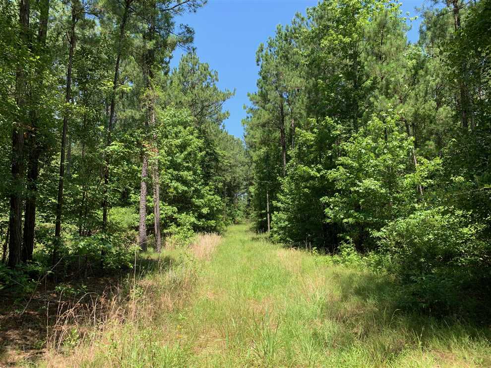 Timberland real estate available to buy