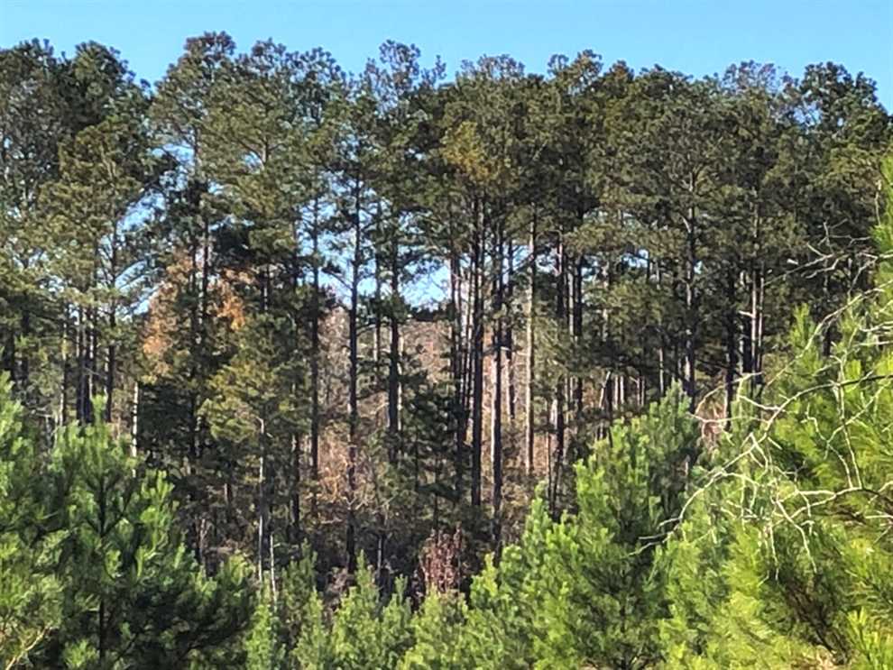 998 +/- Acres of Recreational and Timberland for Sale in Sumter County, Alabama Real estate listing