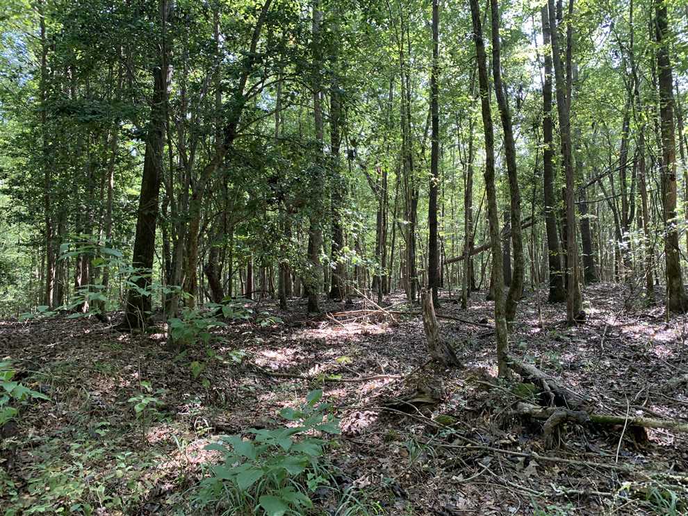 162 Acres of Land for sale in cleveland County, Arkansas