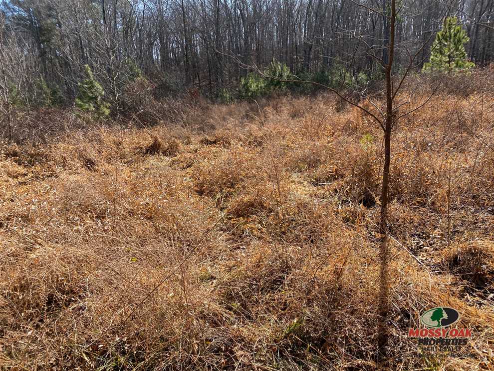 169 Acres of Land for sale in calloway County, Kentucky