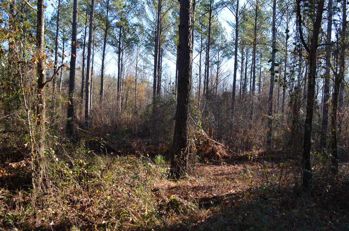 macon County, Alabama property for sale