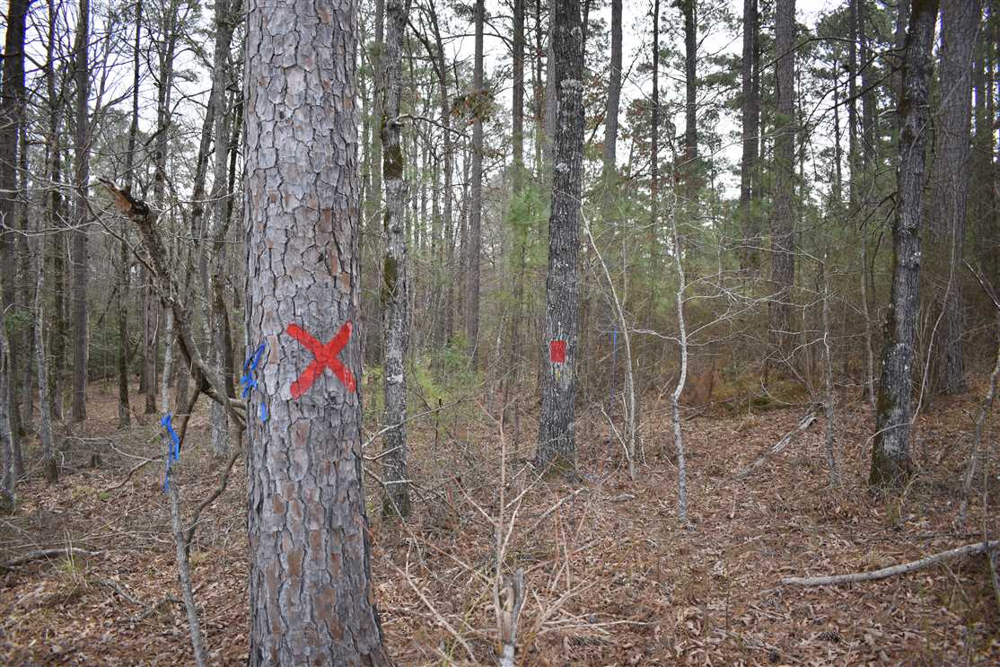 40 Acres of Land for Sale in nevada County, Arkansas