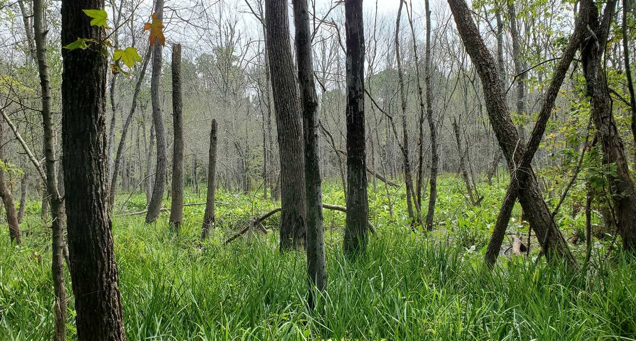 220+/- Acres in Forest City, Rutherford County Real estate listing