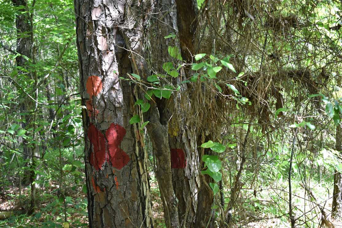 Timberland real estate available to buy