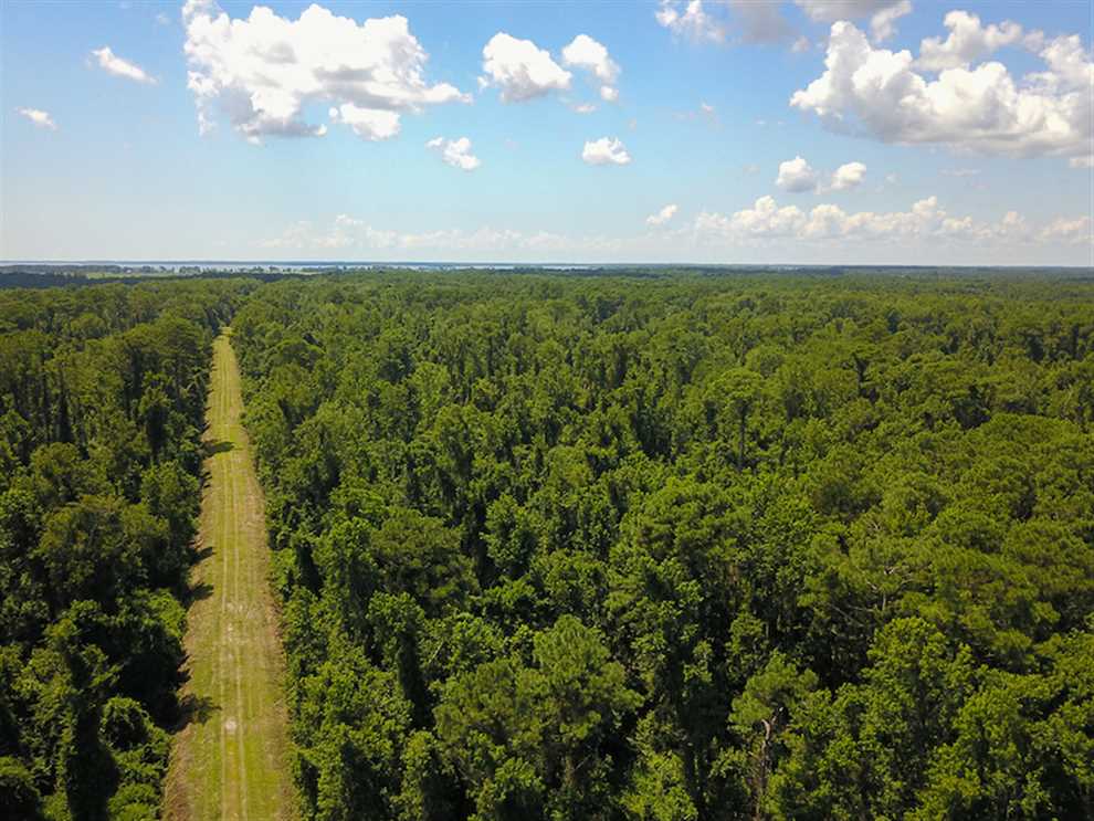 Timberland real estate available to buy