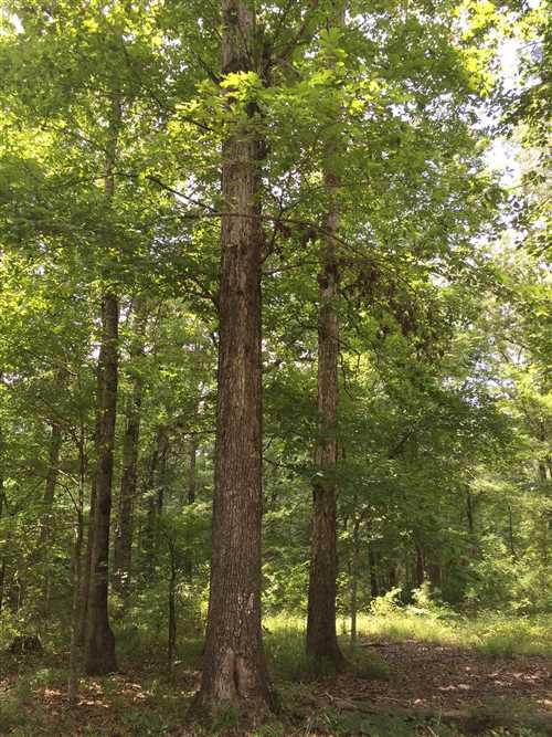 240 Acres of Recreational land for sale in Collinston, ouachita County, Louisiana