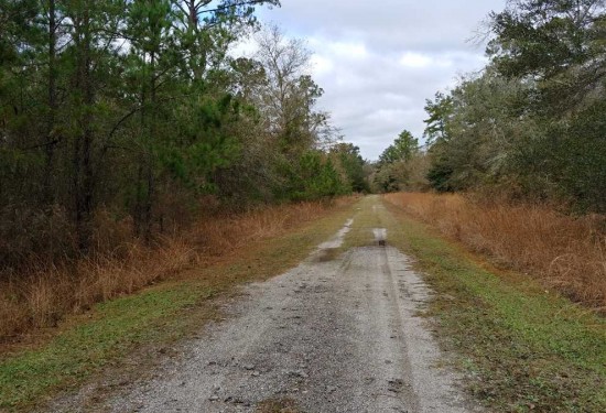 2 Acres of Land for Sale in charlton County Georgia