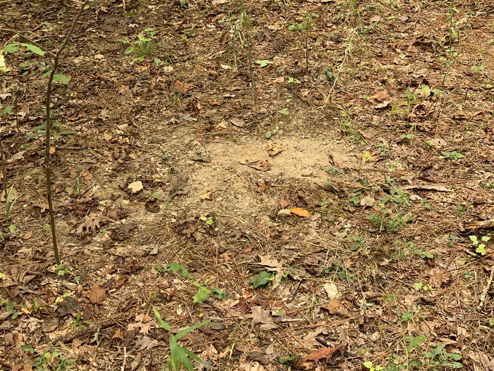 2,000 Acre White Oak Plantation Real estate listing