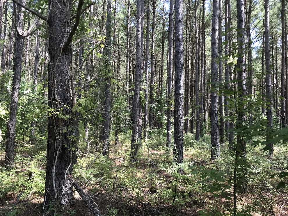 455 Acres in Lowndes County!!! Real estate listing