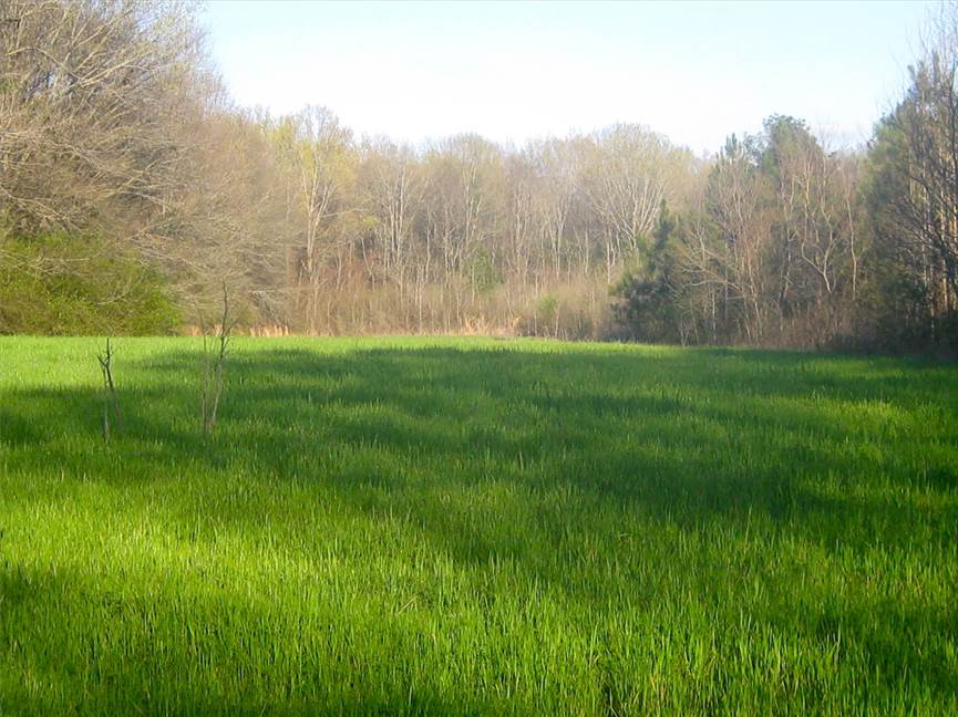 Houses and land for sale in Louisiana