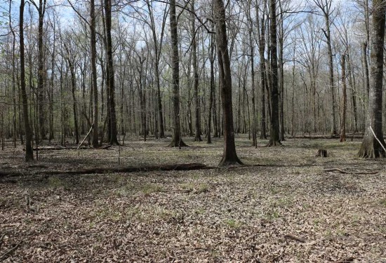 320 Acres of Land for Sale in oktibbeha County Mississippi