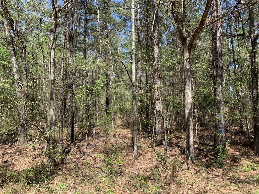 Timberland real estate available to buy