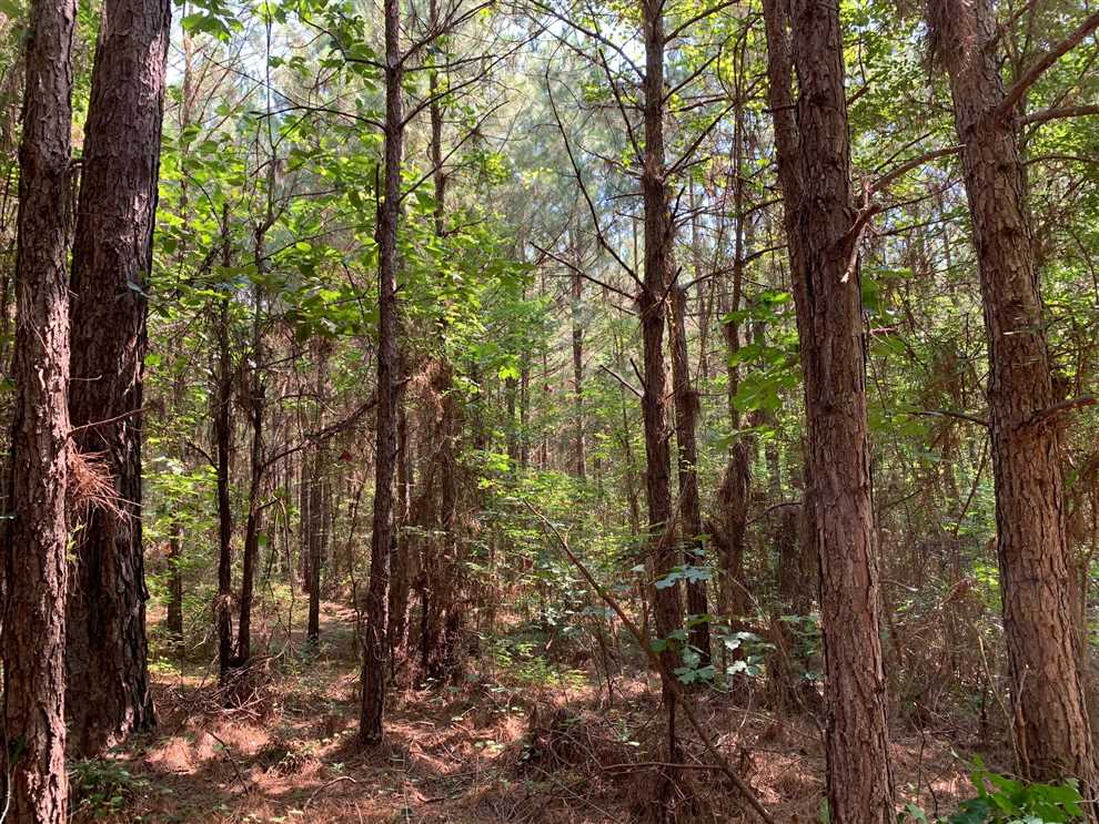Land for sale at