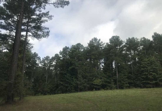 315 Acres of Land for Sale in tuscaloosa County Alabama