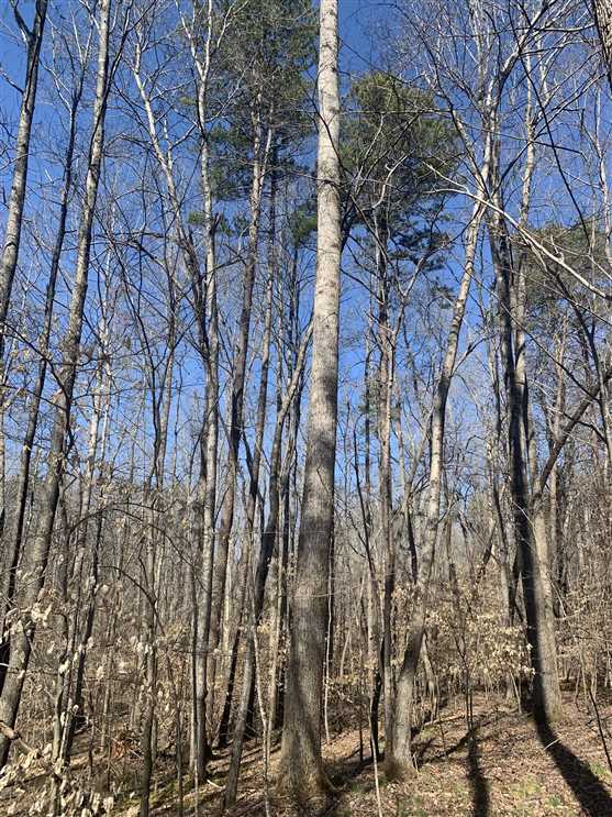 20.6 Acres of Residential land for sale in Whitsett, guilford County, North Carolina
