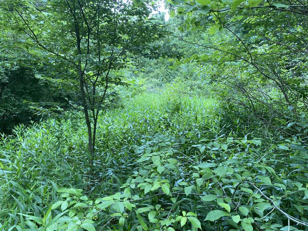 11.5 Acres of Land for Sale in orange County, Indiana