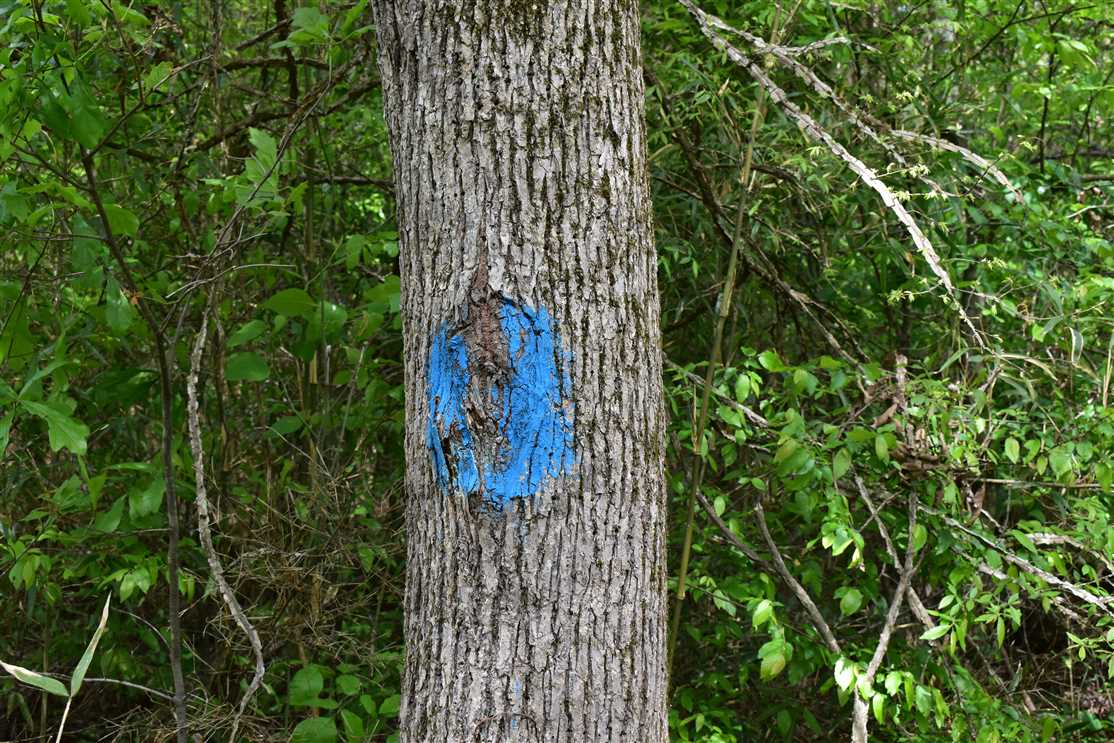 Timberland real estate available to buy