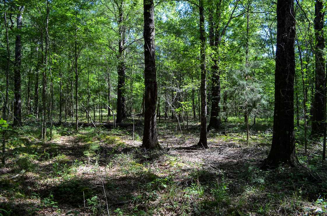12 Acres of Land for sale in montgomery County, Alabama