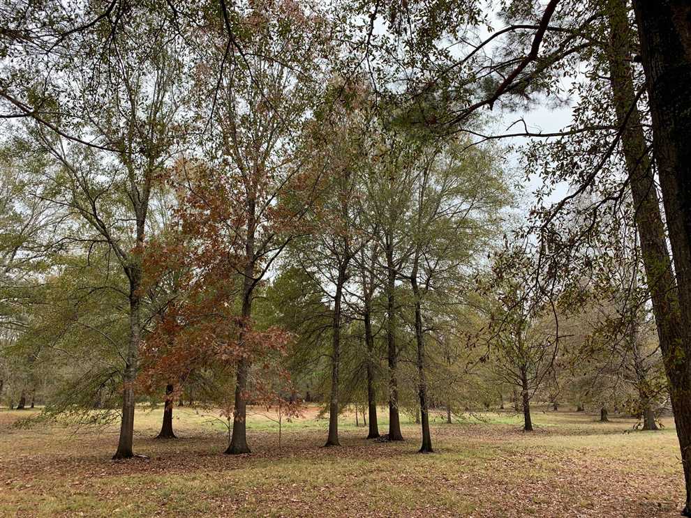 5 Acres of Recreational land for sale in Farmerville, union County, Louisiana