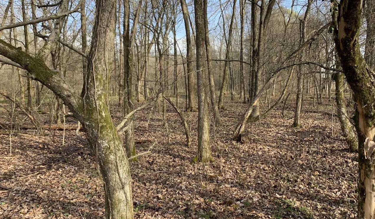 Timberland land real estate to buy in jefferson County AR