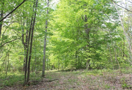 136 Acres of Land for Sale in jackson County Tennessee