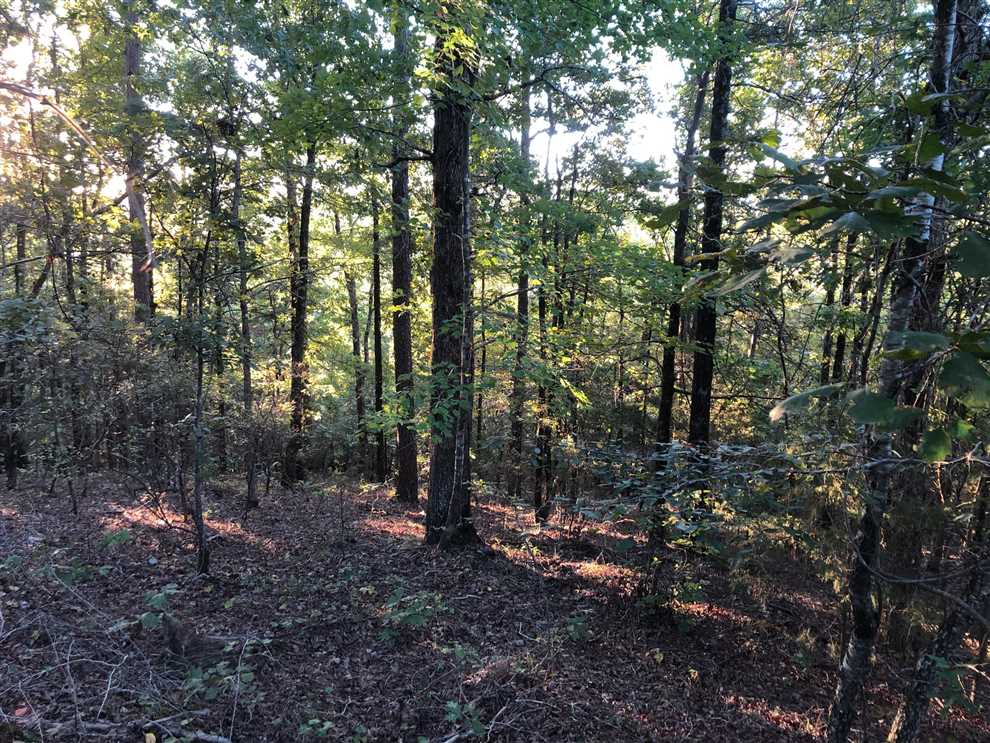 Timberland real estate available to buy