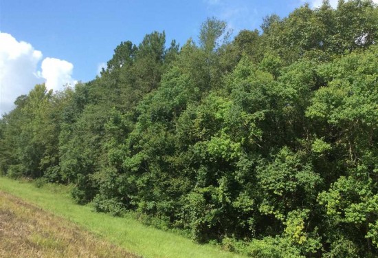 114 Acres of Land for Sale in allen County Louisiana