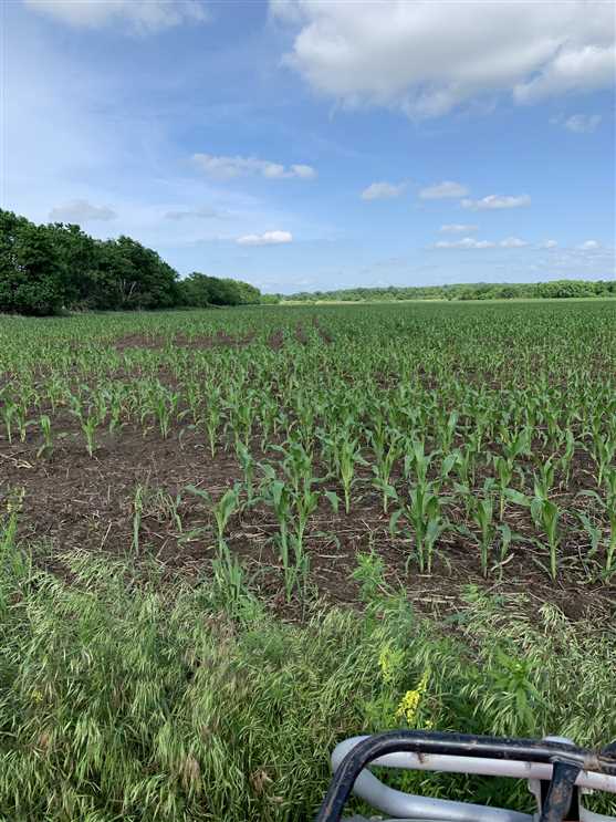 80 Acres of Recreational land for sale in Caney, montgomery County, Kansas