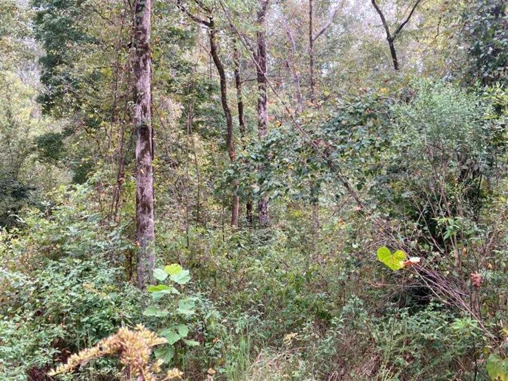 carroll County, Mississippi property for sale