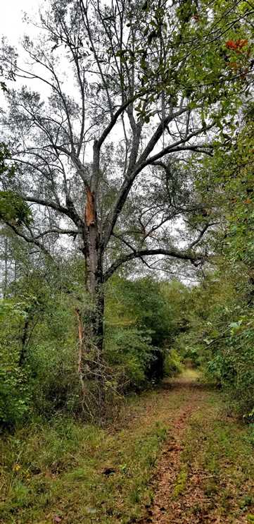 Jessie Johnson Hunting Tract, Winn Parish, 19 Acres +/- Real estate listing