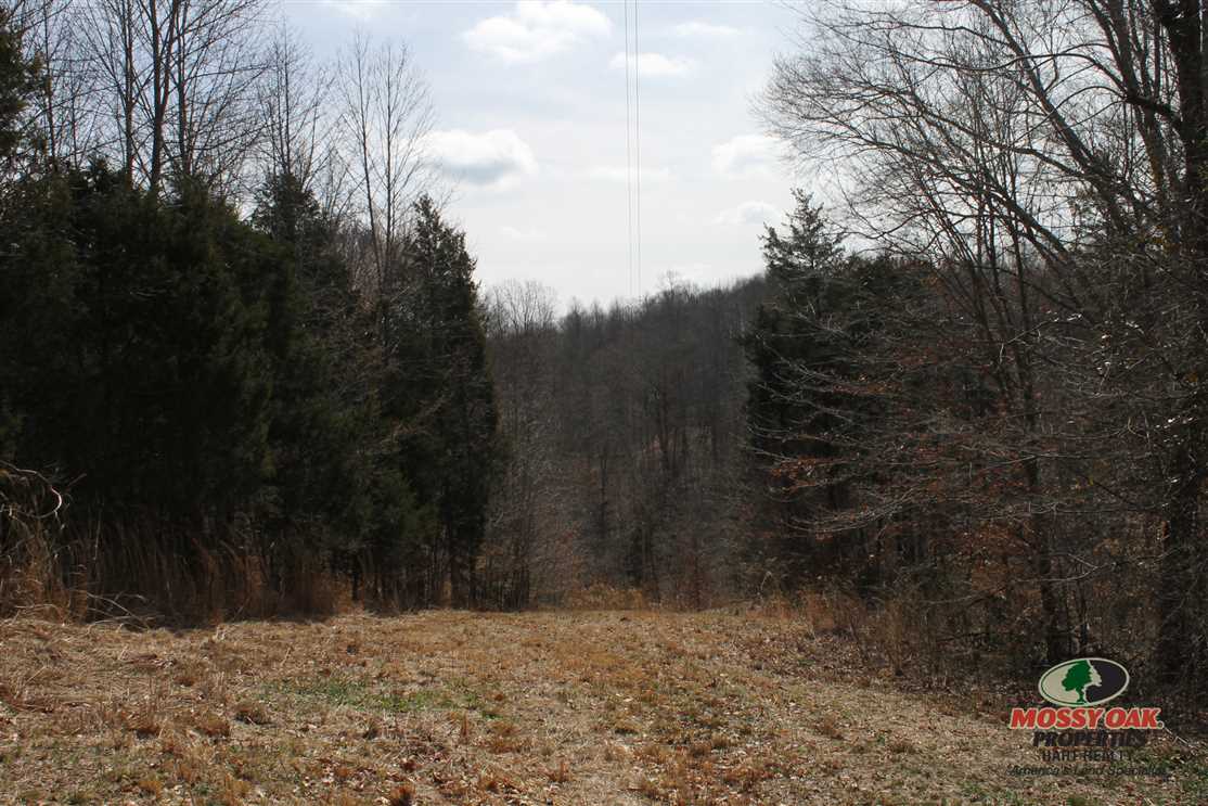 35 acres of Rolling Kentucky Land Real estate listing