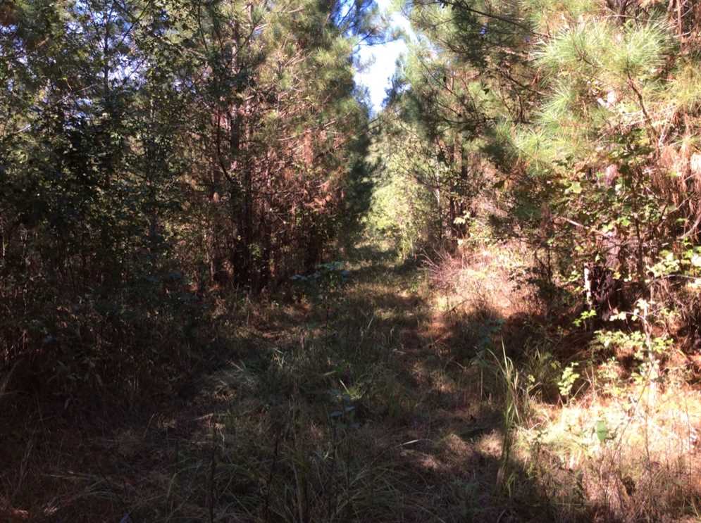 Chickasaw Creek Tract, LaSalle Parish, 250 Acres +/- Real estate listing
