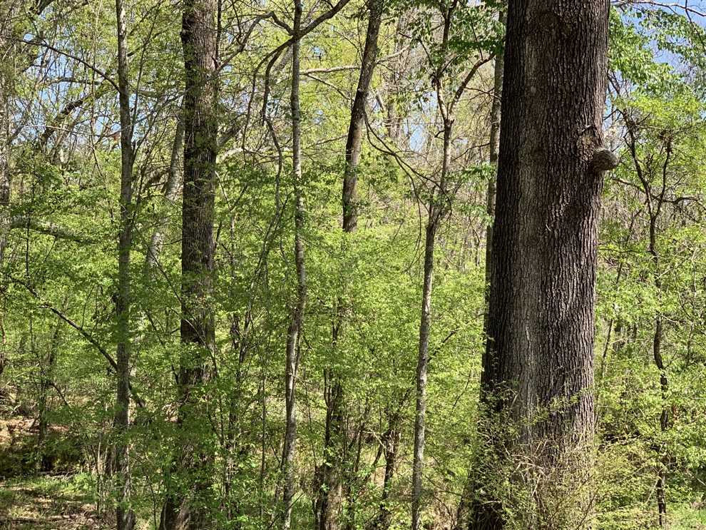 163.38 Acres of Recreational land for sale in Columbia, caldwell County, Louisiana