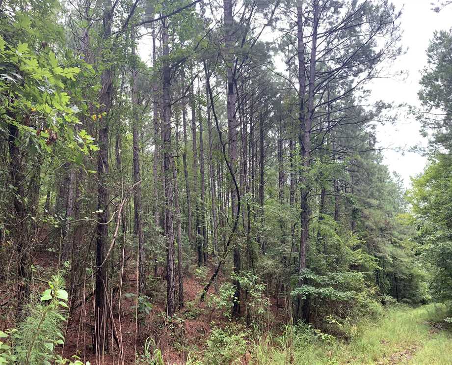 Broadmoor Timber Tract, Hot Spring County, AR, 1,148 Acres +/- Real estate listing