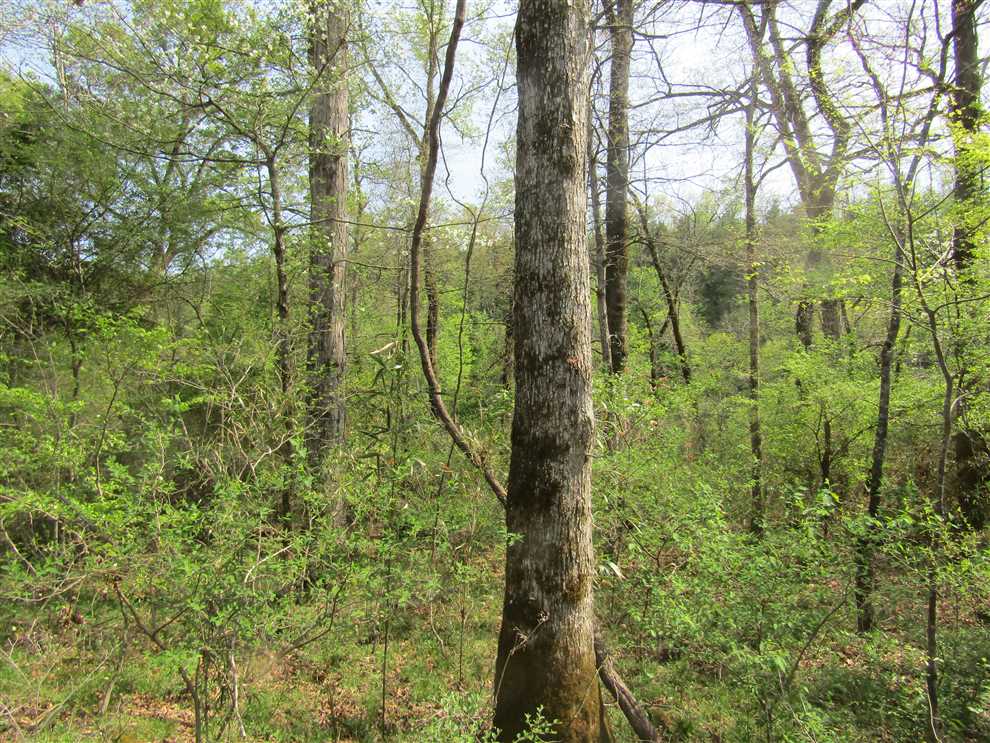 Land for sale at Mt. Fork River