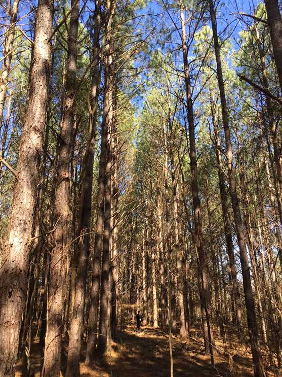 itawamba County, Mississippi property for sale