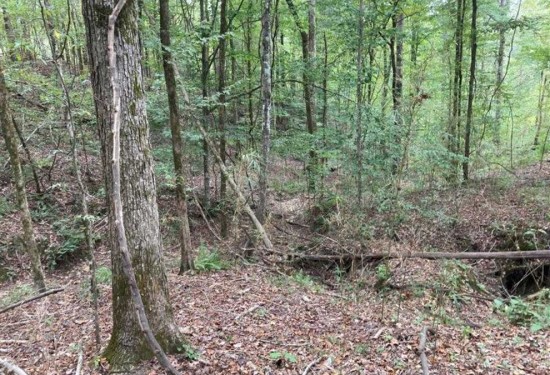 145 Acres of Land for Sale in carroll County Mississippi