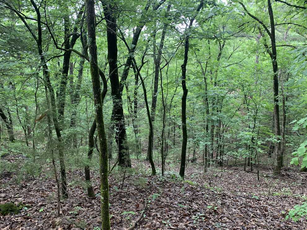 Arkansas Dry Creek Wilderness Area 40 Real estate listing