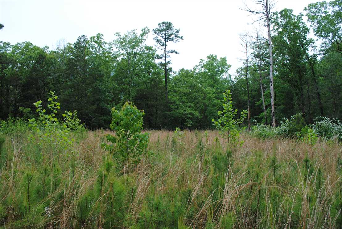 211.21 Acres of Land for sale in stone County, Arkansas