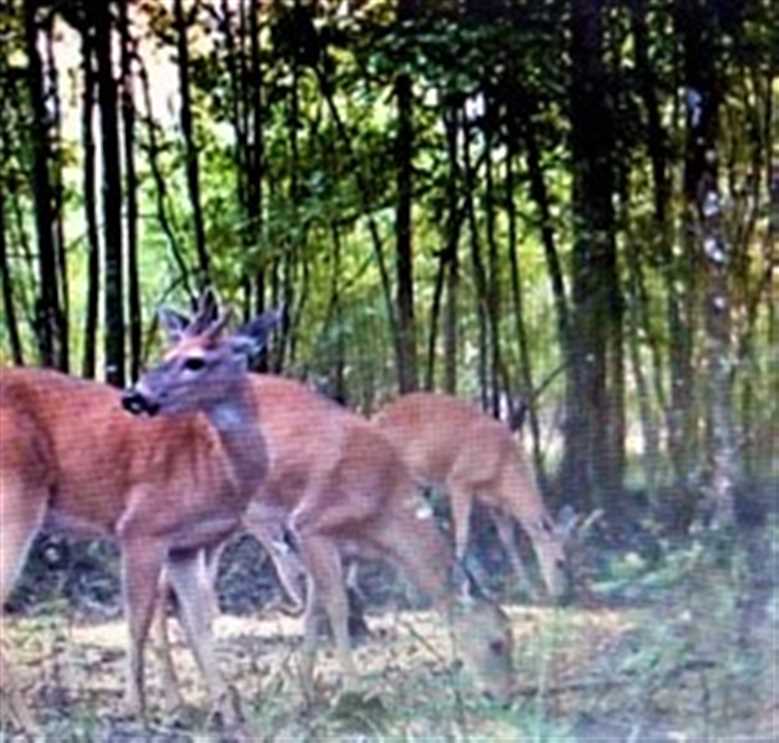 79 Acres of Land for sale in caldwell County, Louisiana