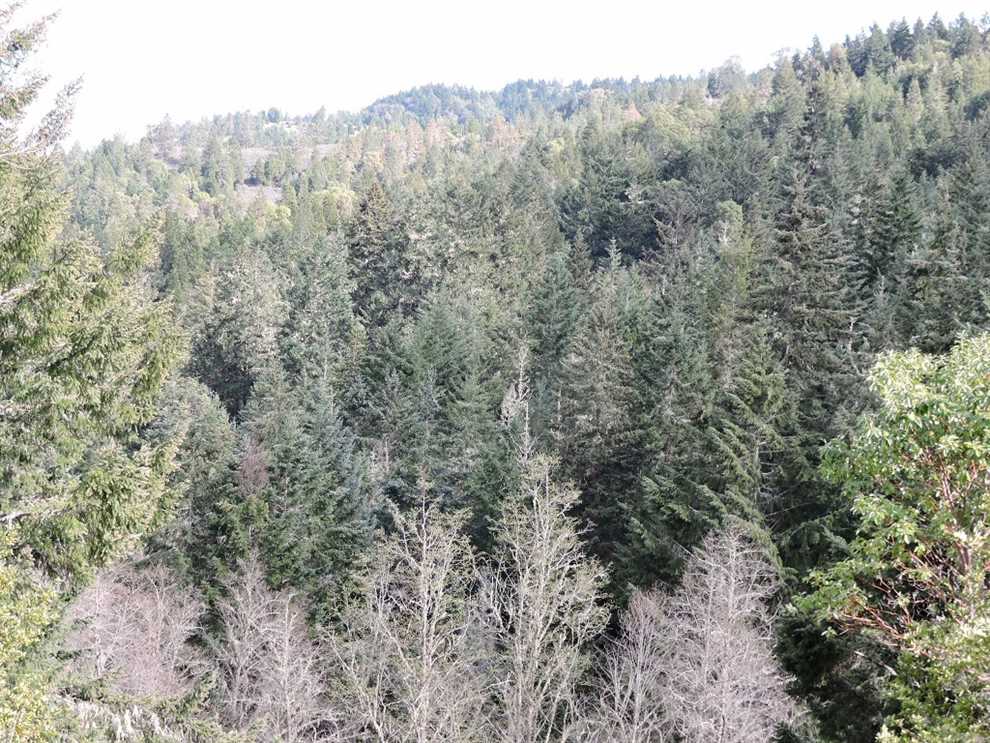 160.38 Acres of Residential land for sale in Myrtle Creek, douglas County, Oregon