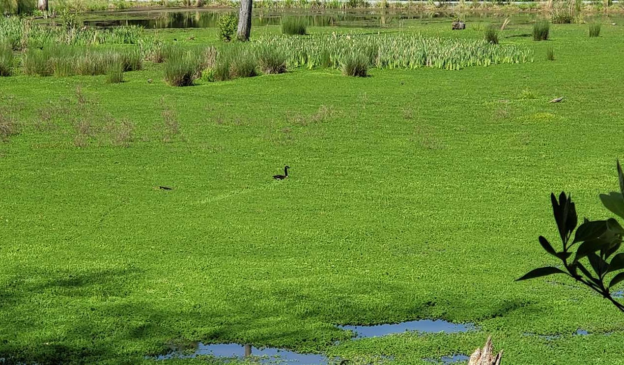 Residential land real estate to buy in york County SC