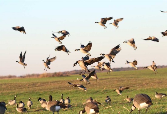 465 Acres of Land for Sale in caddo County Oklahoma