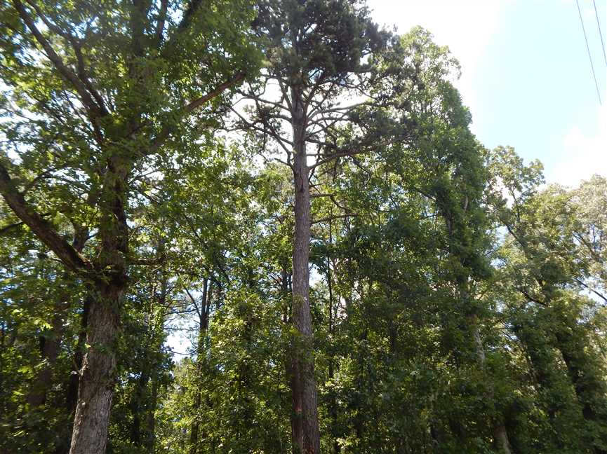 cleburne County, Arkansas property for sale