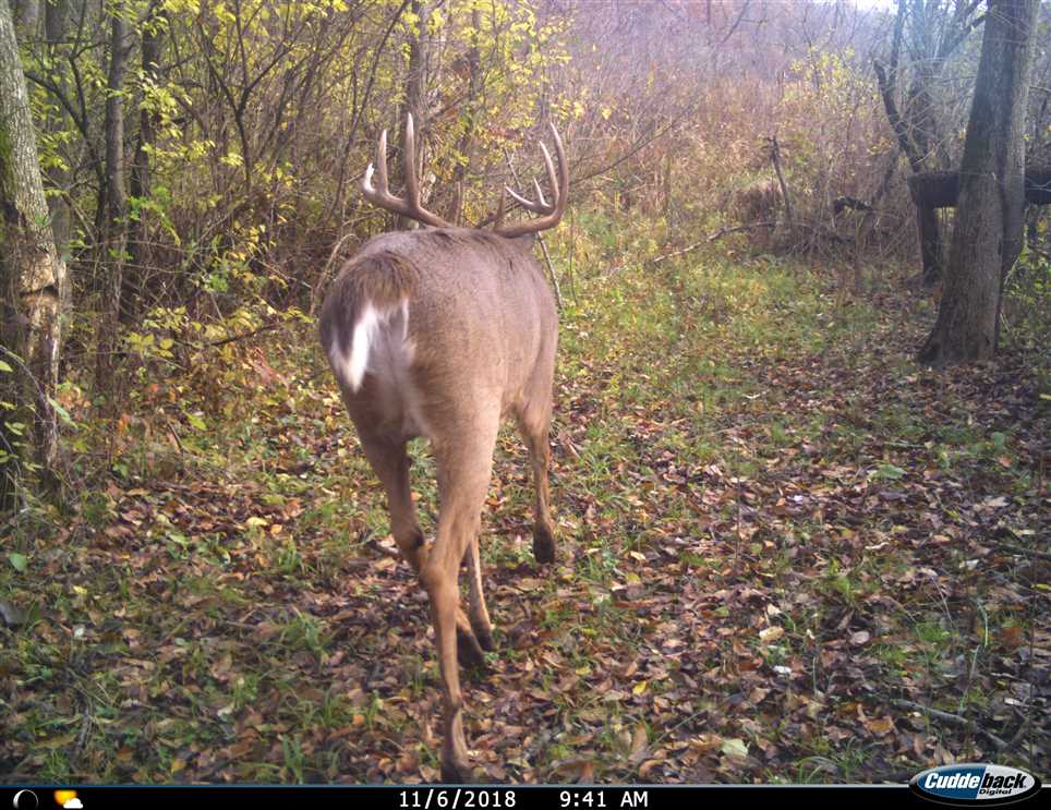 33 acres of big buck property located on the Rocky River in Marcellus, MI. Real estate listing