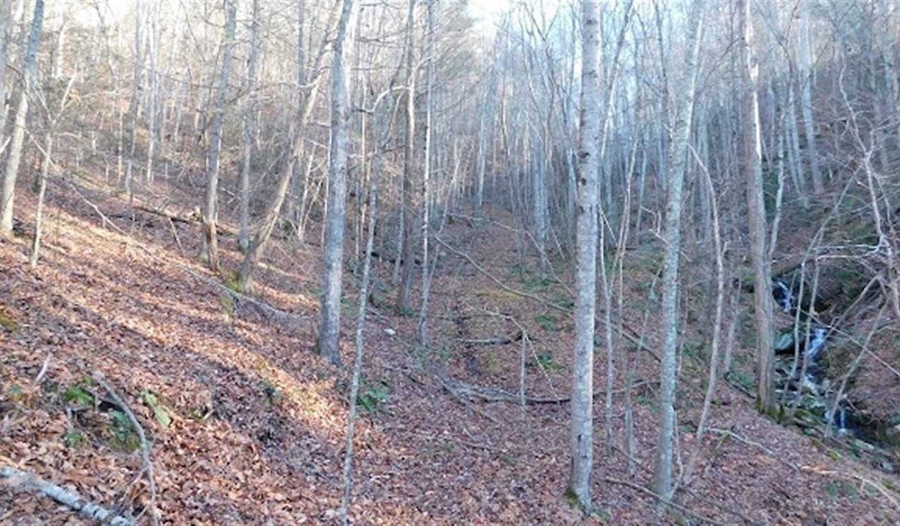 47.72 Acres of Riverfront Hunting Land For Sale in Pulaski County VA! Real estate listing