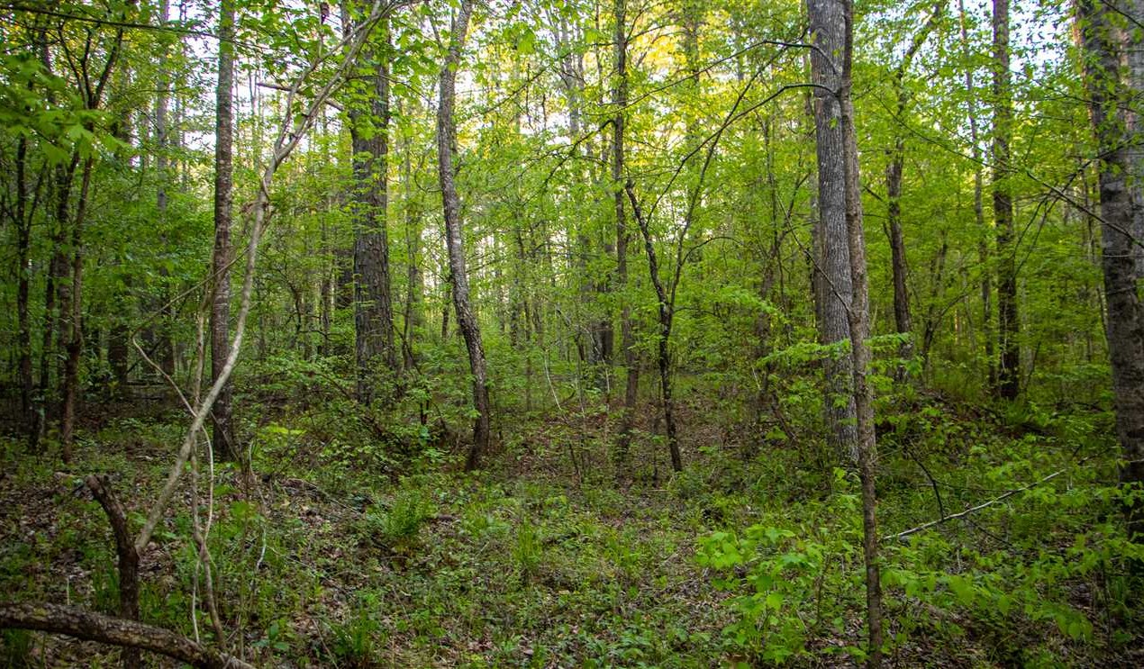 158 Acres of Land for sale in clay County, Alabama