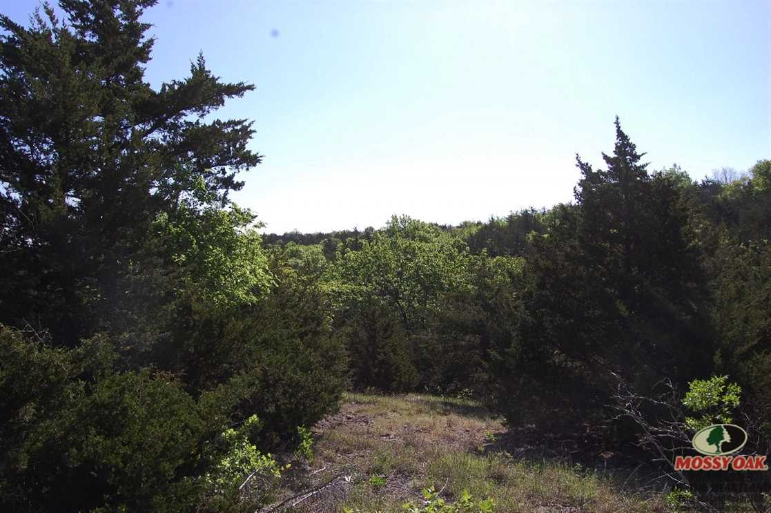 Timberland real estate available to buy